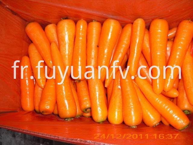 Carrot